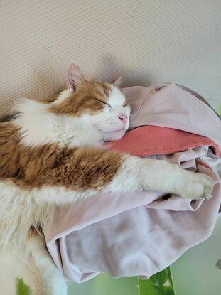 Chester, le chat de ma résidence étudiante qui dort à la laverie