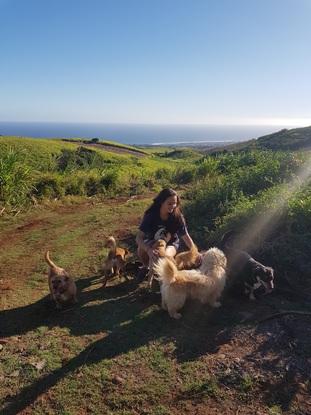 Mes 5 chiens à la Reunion