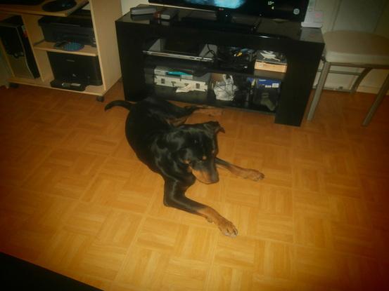 Le chien de l’ex compagnon de ma soeur dans l’appartement qui est resté un peu moins d’un an, Kaiser.