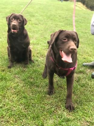 Coach en Pattes - Educateur canin / Comportementaliste / Petsitter Coach en Pattes - Educateur canin / Comportementaliste / Petsitter