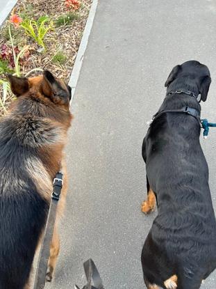 Promenade avec une Rottweiler et Ramsès.