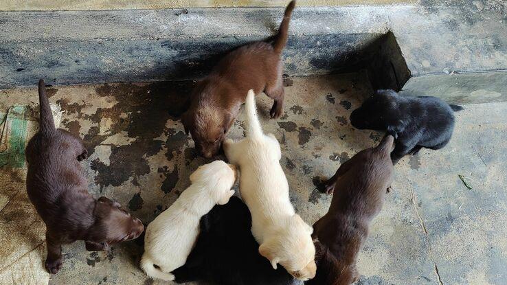 I managed mum and 8 puppies