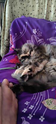 Persian cat, ozzy
