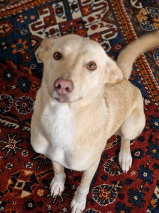 Voilà Timis, un Laobé (chien du Sénégal). J'avais l'habitude de m'occuper de lui quand j'habitais encore chez mes parents à Clemront Ferrand (repas, randonnées, balades...)