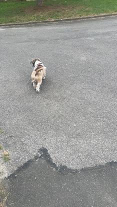 Petite promenade avec mon chien en bas de la maison 