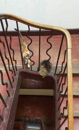 Ava et Naya dans la cage d'escaliers