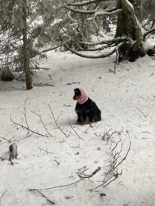 Rosie dans la neige lors d’une longue balade 😍