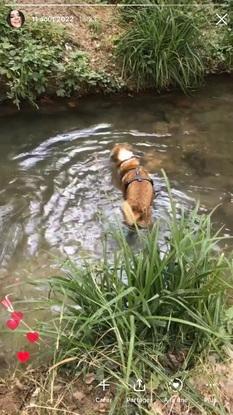 Un chien très heureux