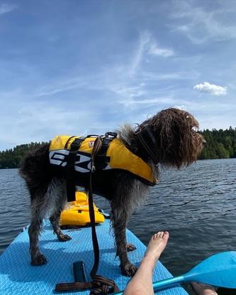 Cani-paddle