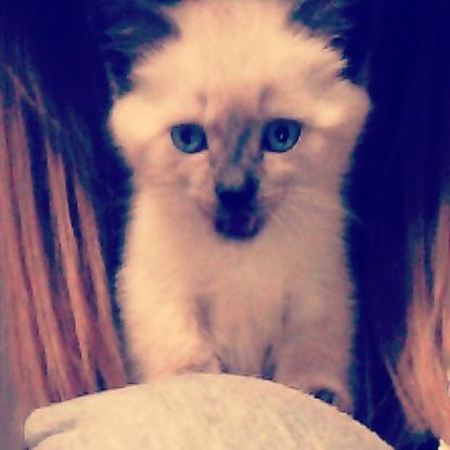 Chanel, ma chatte