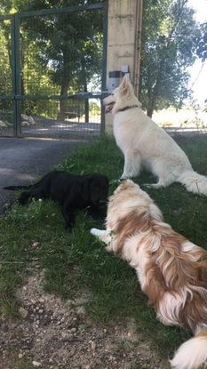 Nina avec les autres chiennes lors d'une précédente garde 