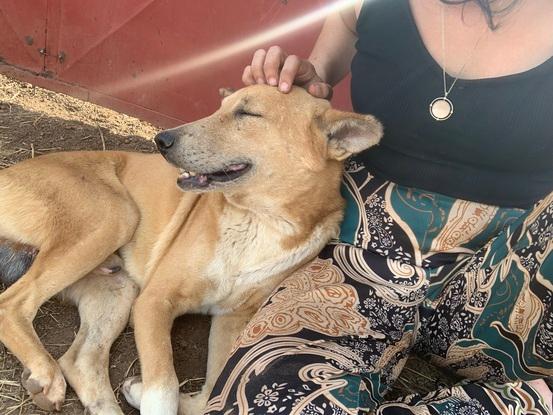 Médor, chien auquel je me suis beaucoup attachée lors de mon séjour au Sénégal 🇸🇳