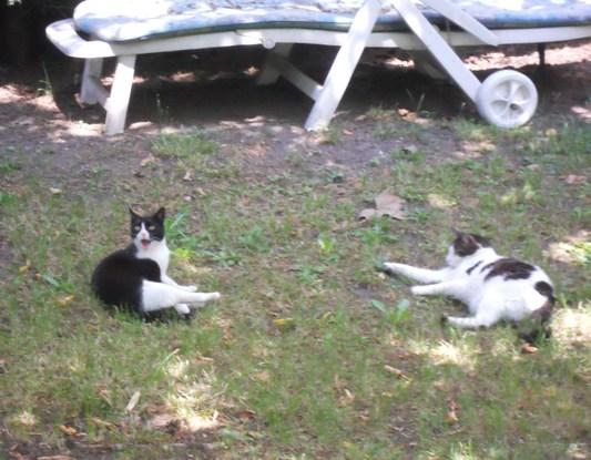 Willow et Kiwi, mes deux chats profitant de notre jardin