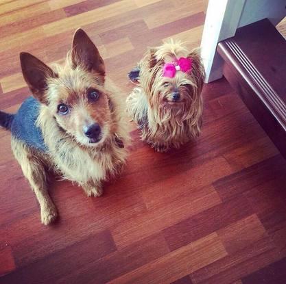 Rocco (gauche) terrier australien, et Rosa (droite), yorkshire terrier