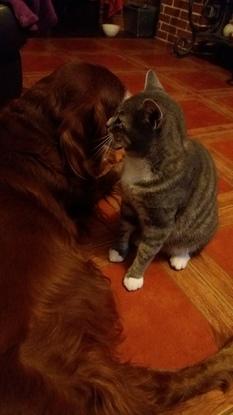 Moment câlin entre mon chien Ugo et mon chat Leo